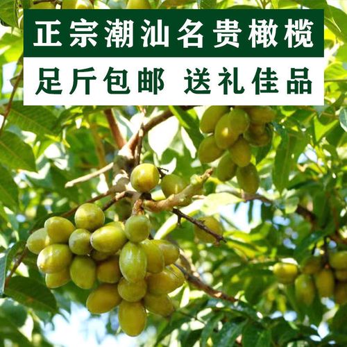 香甜青橄榄果新鲜青果广东潮汕特产橄榄现摘甘甜孕妇水果煲汤包邮