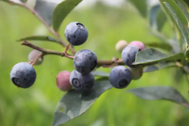 望亭的这枚蓝色浆果,让吃货们抓狂了