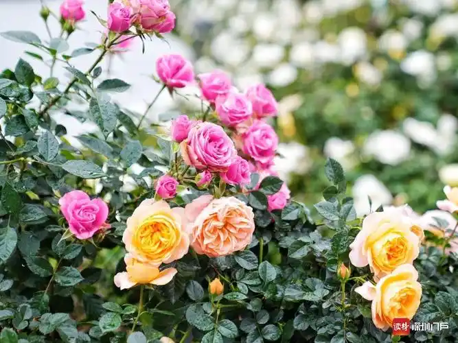 2024深圳月季赏开启赏花人春风十里不如爱花的你