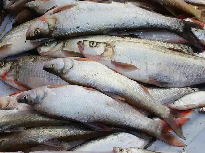 阳雀湖——跳跃的鲜鱼