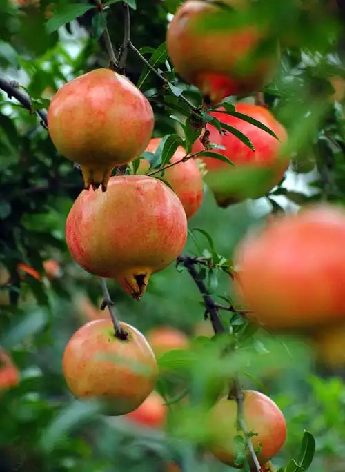 红山的石榴红彤彤 - 作品交流 - 佳友在线摄影网