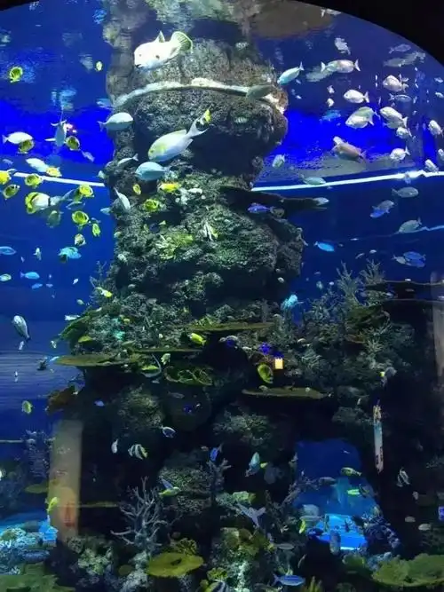 2019开封东京极地海洋馆门票多少钱?2019开封东京极地海洋馆门票价格