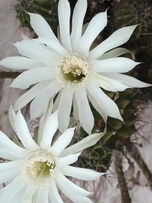 今天的仙人球花