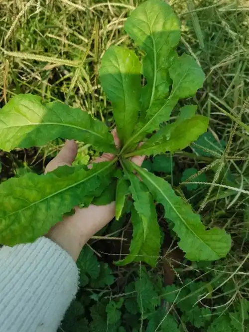 有人见过这种蒲公英吗