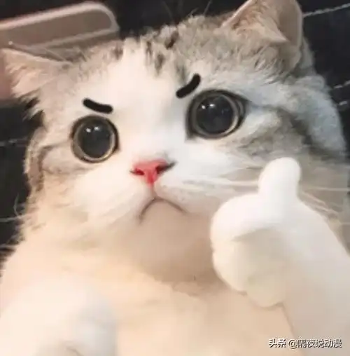 火遍全网的"表情包猫咪"和"藏狐男人",居然都是b站up主?