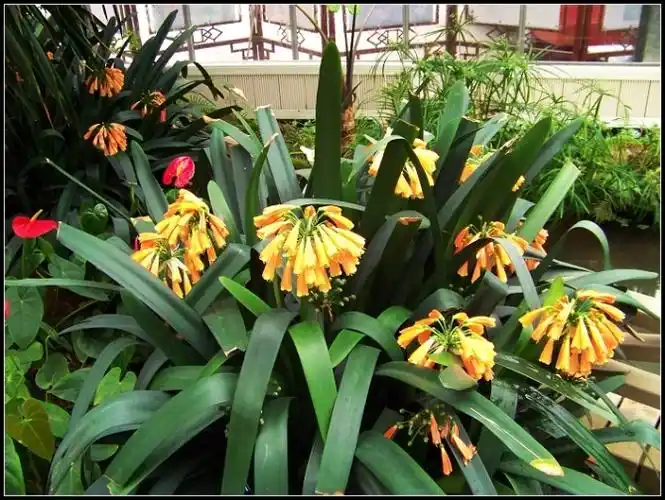 p>垂笑君子兰(学名: i>clivia nobilis  /i>lindl.