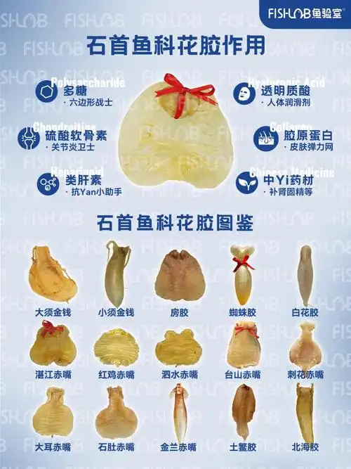 软黄金还是智商税?71zui全石首鱼科花胶作用