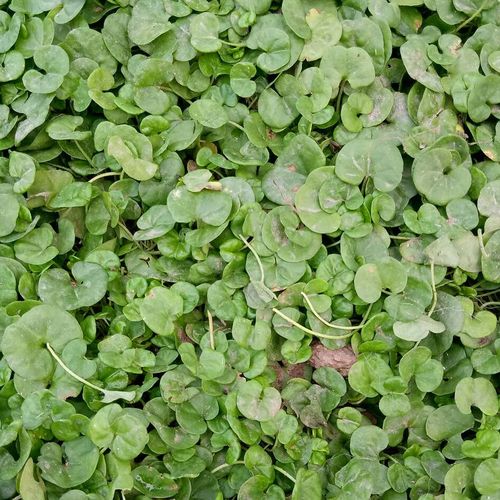 金钱草正宗四川野生小叶金钱草溶石中药材化结石马蹄金250g包邮