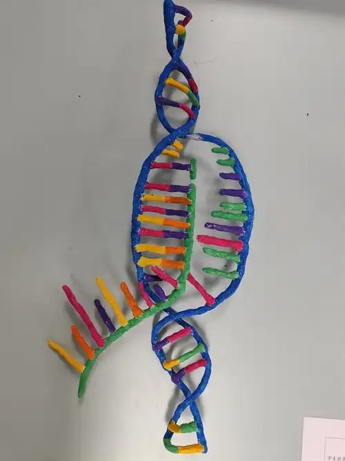 巧手"生"趣,有"模"有样 ——常州市正行中学高一生物模型制作比赛