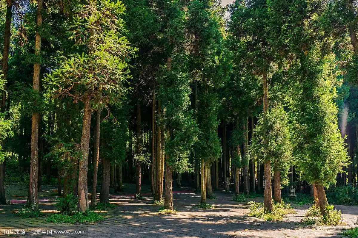 阳光穿过重庆涪陵武陵山国家森林公园的松树林