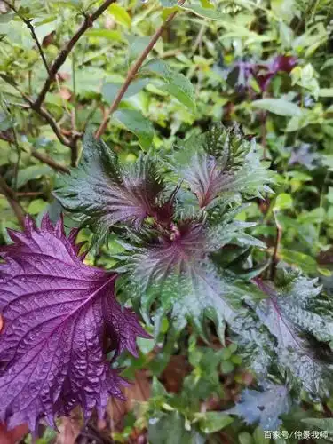 峨眉山的野生紫苏很多,出门散步随处可见.