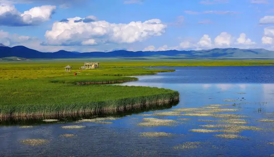 写美篇    花湖景区位于世界最大的高原沼泽湿地——若尔盖湿地保护区