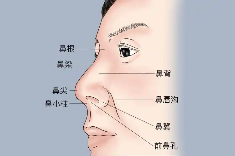 鼻梁在鼻子的什么部位_有来医生