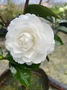 天鹅湖茶花稀少名贵品种 白色系列室内外绿植盆栽