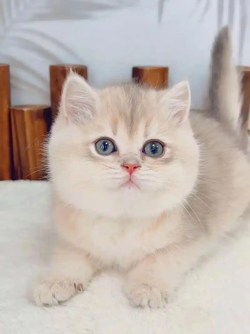 绝美蓝金渐层宝宝们出窝啦蓝金渐层大头