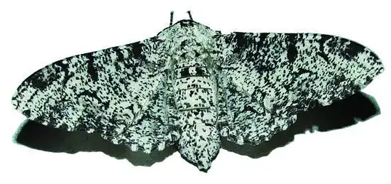 桦尺蛾的黑(上图)与灰(下图)(图片选自互联网)