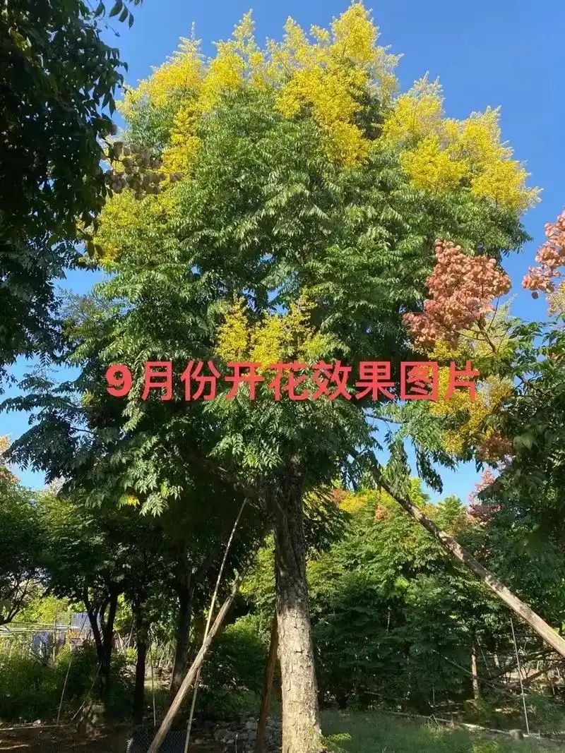 苗木:9至11月份开花95变化花颜色的台湾栾树.五色栾华.四 - 抖音