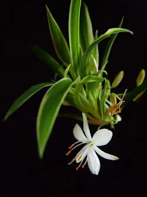 朴实无华吊兰花