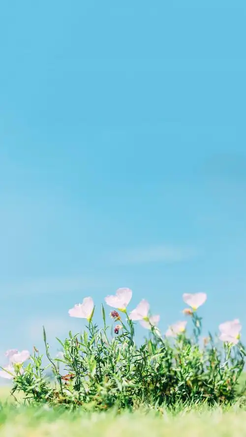 小清新风景植物手机壁纸图片