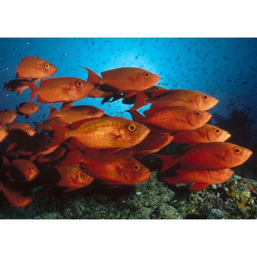 狼天影  海底世界海报海底动物鱼类墙贴画客厅宿舍儿童墙上床边贴纸