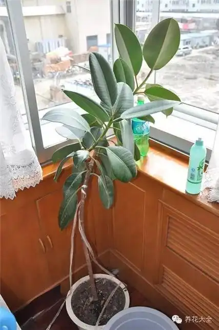 你家的橡皮树长徒了吗