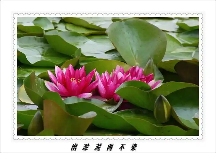 出淤泥而不染—莲花