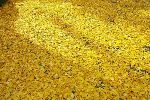 一片片金黄色的银杏树叶子落到地上,给大地铺上了