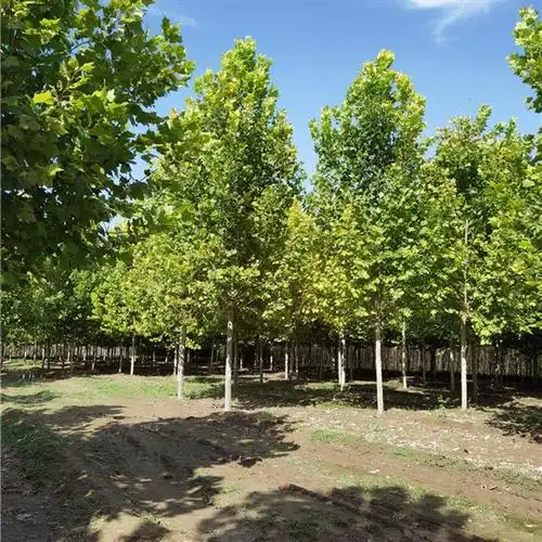 18公分速生法桐