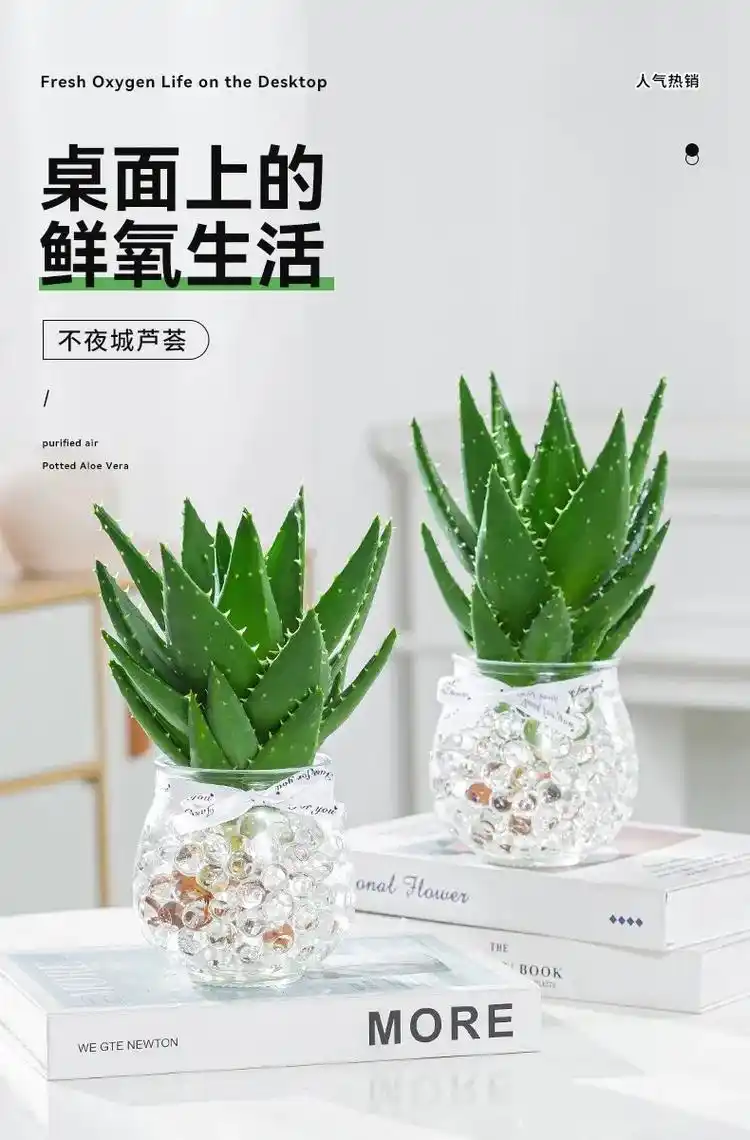 水培芦荟.对于匆匆上班,下班回家累的只想躺着的上班族来说,养 - 抖音