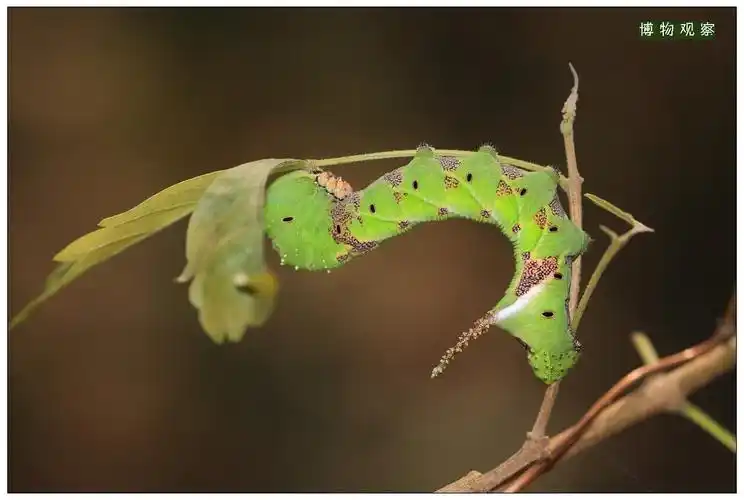 天线宝宝:天蛾幼虫 一