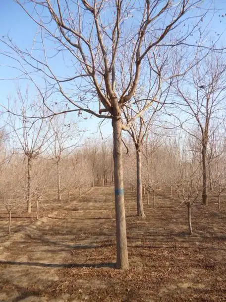 南栾和北栾是一个品种吗-保定大森林苗圃场