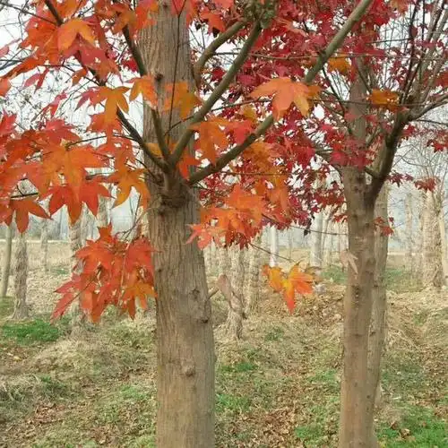 女儿红绍兴黄酒可长久保存10kg元红酒特干型手工花雕酒20斤大坛