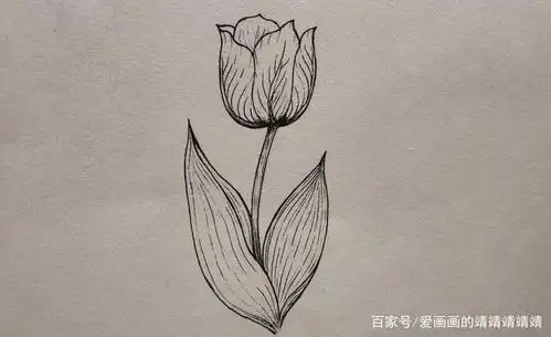 简单线描植物花卉手绘合集来啦,初学者也可以学会