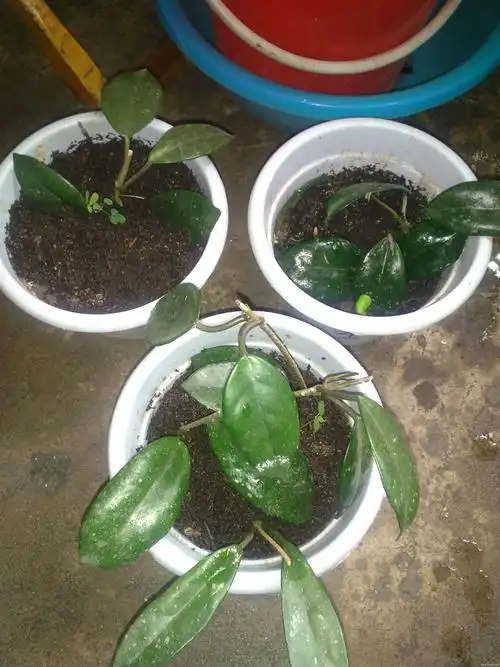 扦插的绿叶球兰有需要的联系!