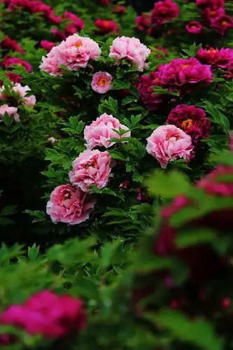 小长假去哪丨郑州这些花海明天盛大开幕,不仅免费还美艳到哭!