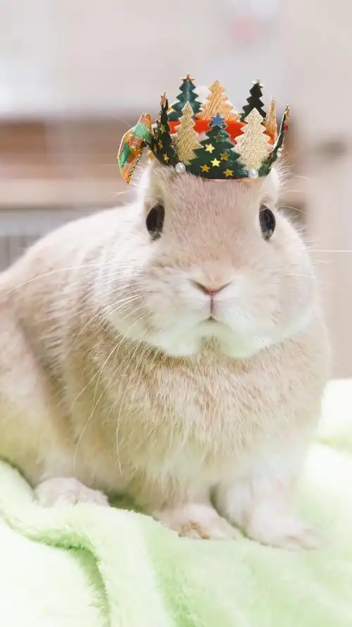 有没有好看的小兔子壁纸?