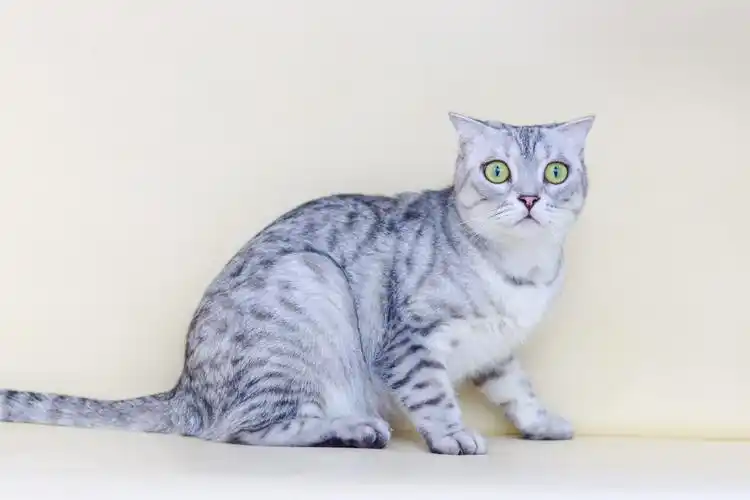 英短折耳虎斑猫 - 时光中的绽放 - 图虫