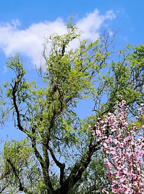 春风十里春花香