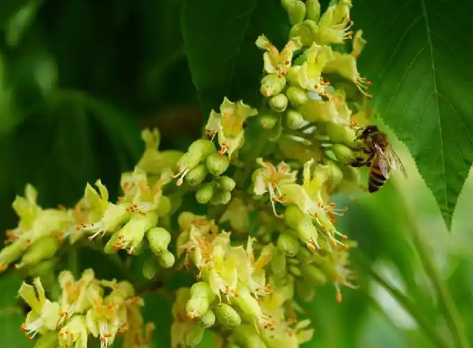 ( i>aesculus turbinata /i> blume)是无患子科七叶树属的落叶乔木