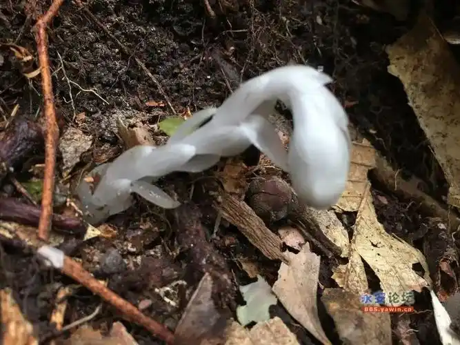 天斗山上水晶兰盛开珍惜罕见却有一个极恐怖的别号