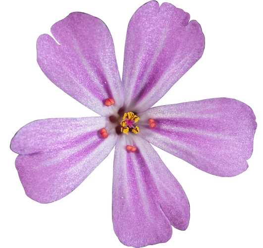 紫色五花瓣的花朵蓝花丹图片