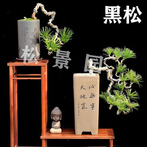 黑松盆景造型微型盆栽阳台客厅花卉四季长青黑松树小苗办公室绿植