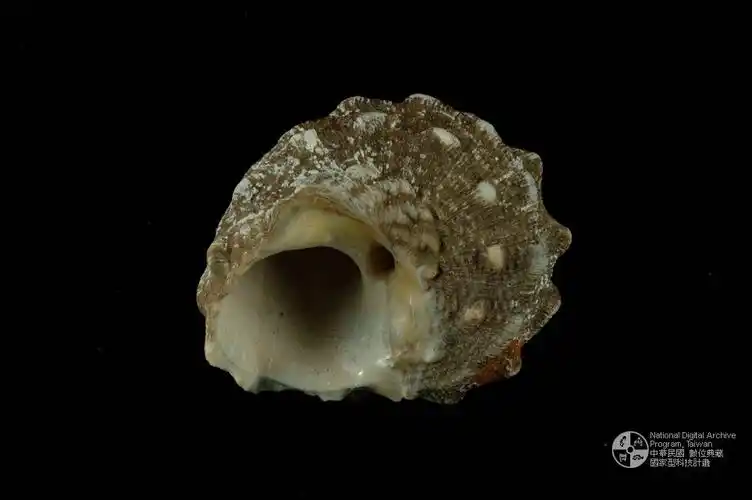 数位化物件瘤珠螺(编目号 :a0068-3) br>英文名:turbo(lunella)