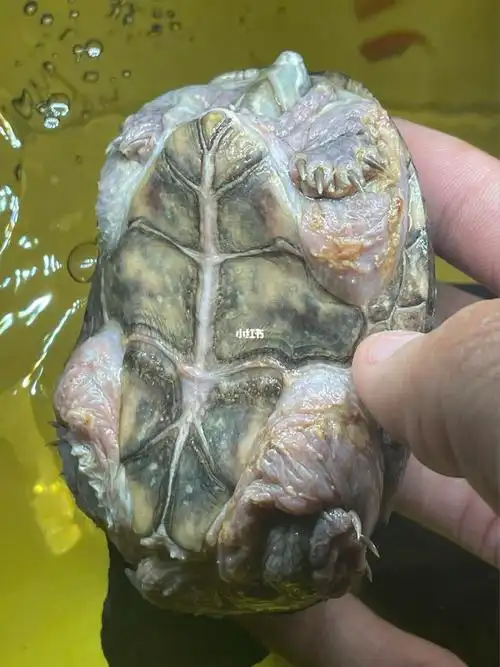 麝香龟这是怎么了