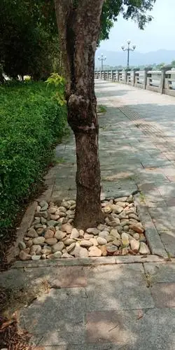 国家森林城市,从8月底起,阳春市城管综合执法局对市区主次干道行道树