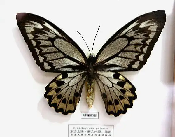 昆虫图片-昆虫图片大全-昆虫图片素材