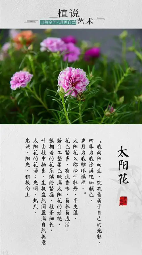 太阳花苗四季花盆栽庭院室内外阳台绿化带植物花卉松叶牡丹半枝莲