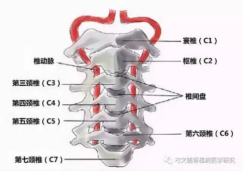 人的颈椎分几节图片
