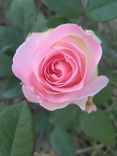 这支亲自种的玫瑰花献给你!谢谢