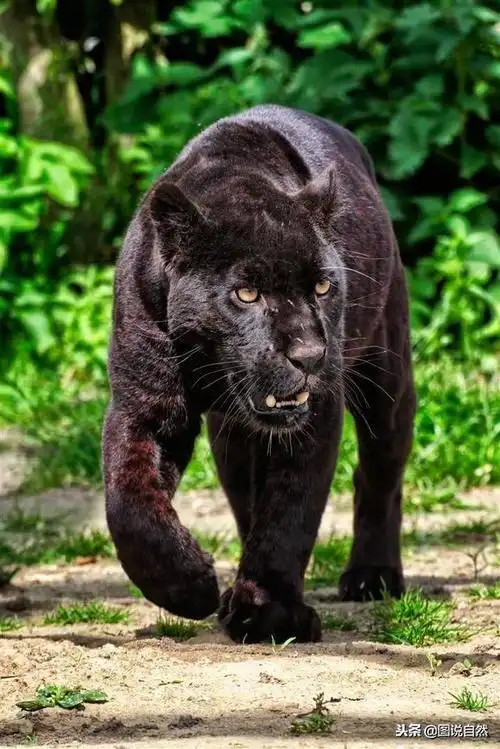 有些动物的黑化,甚至对动物还有一点益处,在一些地区,黑豹的数量要比